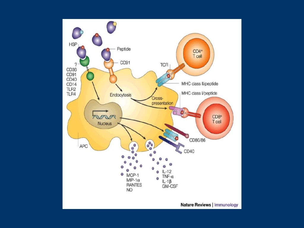 HLA and antigen presentation
