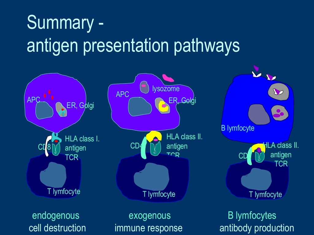 HLA and antigen presentation