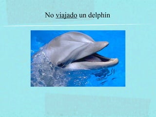 No viajado un delphín
 