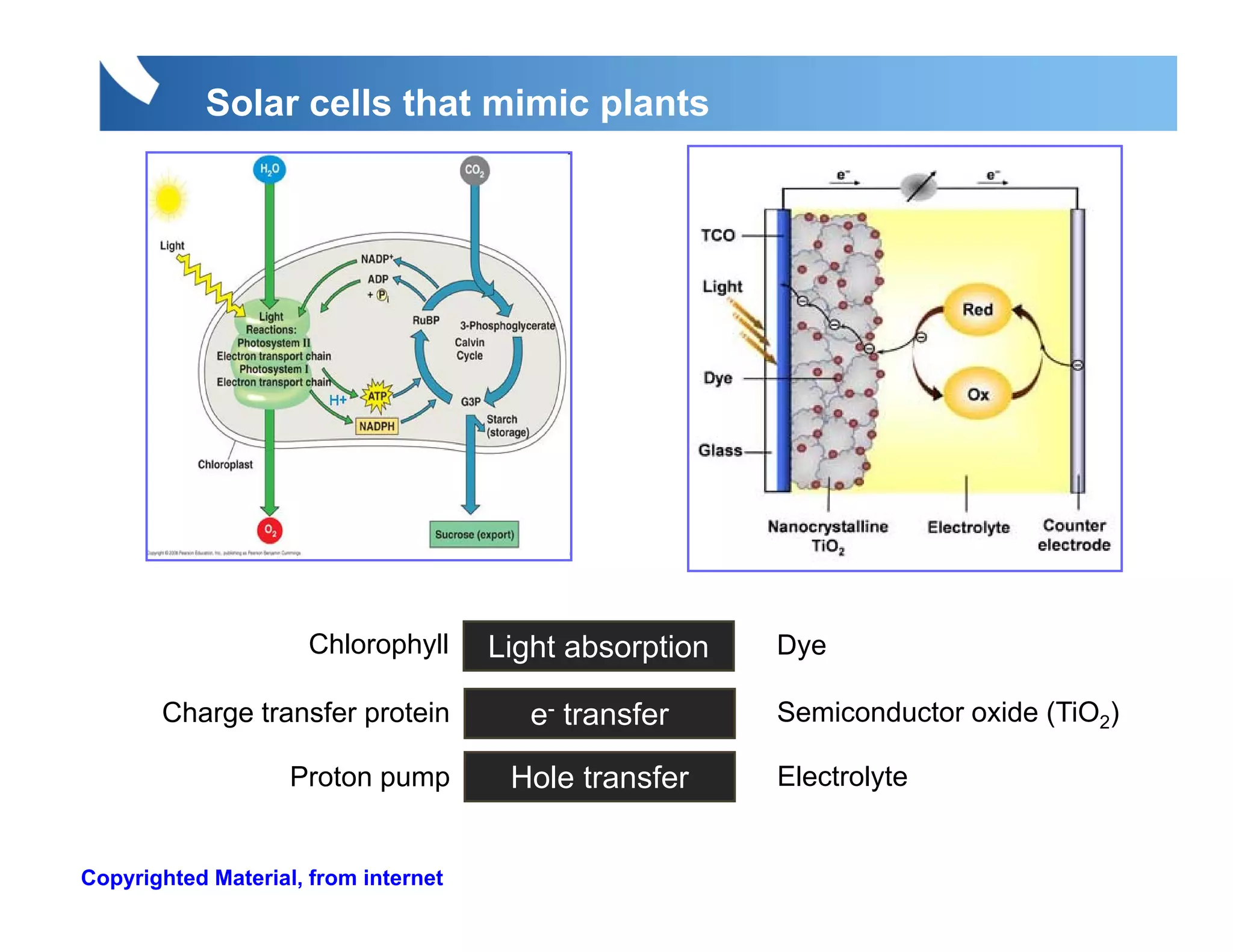 Solar cells that mimic plants




                            p y
                      Chlorophyll     Light absorption   Dye
                                                          y

       Charge transfer protein           e- transfer     Semiconductor oxide (TiO2)

                    Proton pump        Hole transfer     Electrolyte


Copyrighted Material, from internet
 