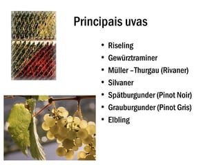 Principais uvas
     • Riseling
     • Gewürztraminer
     • Müller –Thurgau (Rivaner)
     • Silvaner
     • Spätburgunder (Pinot Noir)
     • Grauburgunder (Pinot Gris)
     • Elbling
 