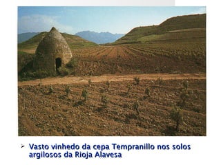    Vasto vinhedo da cepa Tempranillo nos solos
    argilosos da Rioja Alavesa
 