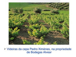    Videiras da cepa Pedro Ximènes, na propriedade
                   de Bodegas Alvear
 