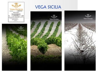 VEGA SICILIA
 