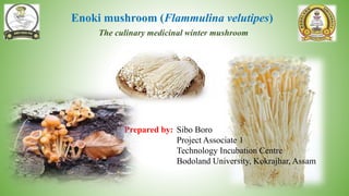 Enoki mushroom (Flammulina velutipes)
The culinary medicinal winter mushroom
Prepared by: Sibo Boro
Project Associate 1
Technology Incubation Centre
Bodoland University, Kokrajhar, Assam
 