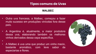 Tipos comuns de Uvas
MALBEC
• Outra uva francesa, a Malbec, começou a fazer
muito sucesso em produções vinícolas fora desse
país.
• A Argentina é, atualmente, a maior produtora
dessa uva, elaborando também os melhores
vinhos derivados dessa cepa específica.
•
• A Malbec é uva uma que produz um vinho macio,
bastante aromático, com leve sabor de
especiarias e flores.
 