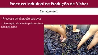 Processo Industrial de Produção de Vinhos
Esmagamento
- Processo de trituração das uvas
- Libertação de mosto pela ruptura
das películas
 