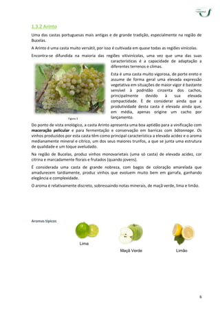 6
1.3.2 Arinto
Uma das castas portuguesas mais antigas e de grande tradição, especialmente na região de
Bucelas.
A Arinto é uma casta muito versátil, por isso é cultivada em quase todas as regiões vinícolas.
Encontra-se difundida na maioria das regiões vitivinícolas, uma vez que uma das suas
características é a capacidade de adaptação a
diferentes terrenos e climas.
Esta é uma casta muito vigorosa, de porte ereto e
assume de forma geral uma elevada expressão
vegetativa em situações de maior vigor é bastante
sensível à podridão cinzenta dos cachos,
principalmente devido à sua elevada
compactidade. È de considerar ainda que a
produtividade desta casta é elevada ainda que,
em média, apenas origine um cacho por
lançamento.
Do ponto de vista enológico, a casta Arinto apresenta uma boa aptidão para a vinificação com
maceração pelicular e para fermentação e conservação em barricas com bâtonnage. Os
vinhos produzidos por esta casta têm como principal característica a elevada acidez e o aroma
medianamente mineral e cítrico, um dos seus maiores trunfos, a que se junta uma estrutura
de qualidade e um toque aveludado.
Na região de Bucelas, produz vinhos monovarietais (uma só casta) de elevada acidez, cor
citrina e marcadamente florais e frutados (quando jovens).
É considerada uma casta de grande nobreza, com bagos de coloração amarelada que
amadurecem tardiamente, produz vinhos que evoluem muito bem em garrafa, ganhando
elegância e complexidade.
O aroma é relativamente discreto, sobressaindo notas minerais, de maçã verde, lima e limão.
Aromas típicos
Lima
Maçã Verde Limão
Figura 3
 