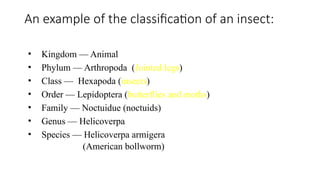 Comprehensive Introduction to Entomology: History, Classification, and ...