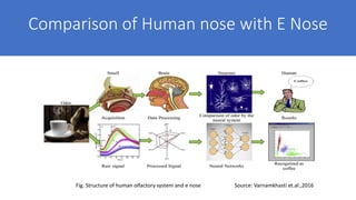 Comparison of Human nose with E Nose
Fig. Structure of human olfactory system and e nose Source: Varnamkhasti et.al.,2016
 
