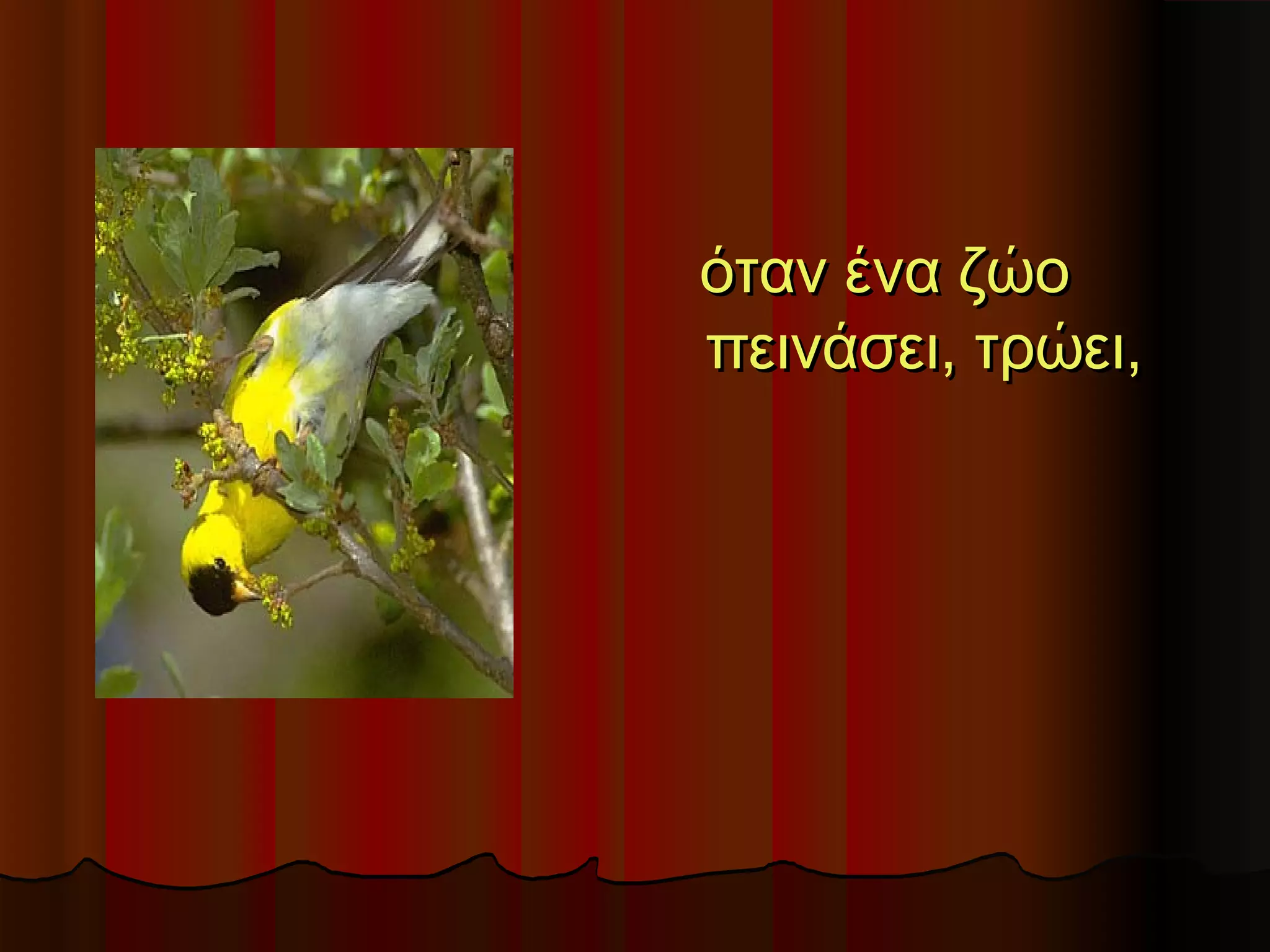 όταν ένα ζώο
πεινάσει, τρώει,
 