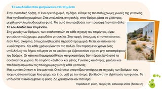 α
Tα λουλούδια που φυτρώνουν στο τσιμέντο
Στην ανατολικήΚρήτη, σ’ ένα ορεινό χωριό, τη Ζήρο, είδαμε τις πιο πολύχρωμες γων...