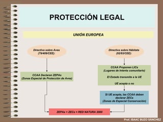 PROTECCIÓN LEGAL UNIÓN EUROPEA Directiva sobre Aves  (79/409/CEE):  Directiva sobre Hábitats  (92/93/CEE):  CCAA Declaran ZEPAs (Zonas Especial de Protección de Aves) CCAA Proponen LICs (Lugares de Interés comunitario) El Estado transmite a la UE UE acepta o no Si UE acepta, las CCAA deben declarar ZECs (Zonas de Especial Conservación) ZEPAs + ZECs = RED NATURA 2000 Prof. ISAAC BUZO SÁNCHEZ 