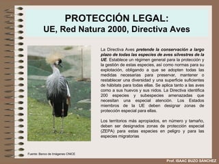 PROTECCIÓN LEGAL: UE, Red Natura 2000, Directiva Aves La Directiva Aves  pretende la conservación a largo plazo de todas las especies de aves silvestres de la UE . Establece un régimen general para la protección y la gestión de estas especies, así como normas para su explotación, obligando a que se adopten todas las medidas necesarias para preservar, mantener o restablecer una diversidad y una superficie suficientes de hábitats para todas ellas. Se aplica tanto a las aves como a sus huevos y sus nidos. La Directiva identifica 200 especies y subespecies amenazadas que necesitan una especial atención. Los Estados miembros de la UE deben designar zonas de protección especial para ellas. Los territorios más apropiados, en número y tamaño, deben ser designados zonas de protección especial (ZEPA) para estas especies en peligro y para las especies migratorias Fuente: Banco de Imágenes CNICE Prof. ISAAC BUZO SÁNCHEZ 