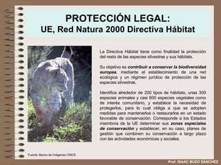 PROTECCIÓN LEGAL: UE, Red Natura 2000 Directiva Hábitat La Directiva Hábitat tiene como finalidad la protección del resto de las especies silvestres y sus hábitats.  Su objetivo es  contribuir a conservar la biodiversidad europea , mediante el establecimiento de una red ecológica y un régimen jurídico de protección de las especies silvestres.  Identifica alrededor de 200 tipos de hábitats, unas 300 especies animales y casi 600 especies vegetales como de interés comunitario, y establece la necesidad de protegerlos, para lo cual obliga a que se adopten medidas para mantenerlos o restaurarlos en un estado favorable de conservación. Corresponde a los Estados miembros de la UE determinar sus  zonas especiales de conservación  y establecer, en su caso, planes de  gestión  que combinen su conservación a largo plazo con las actividades económicas y sociales.  Fuente: Banco de Imágenes CNICE Prof. ISAAC BUZO SÁNCHEZ 