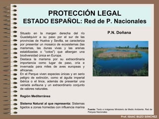 PROTECCIÓN LEGAL ESTADO ESPAÑOL: Red de P. Nacionales Situado en la margen derecha del río Guadalquivir a su paso por el sur de las provincias de Huelva y Sevilla, se caracteriza por presentar un mosaico de ecosistemas (las marismas, las dunas vivas y las arenas estabilizadas o "cotos") que albergan una biodiversidad única en Europa.  Destaca la marisma por su extraordinaria importancia como lugar de paso, cría e invernada para miles de aves europeas y africanas.  En el Parque viven especies únicas y en serio peligro de extinción, como el águila imperial ibérica o el lince, además de presentar una variada avifauna y un extraordinario conjunto de valores naturales. Región Mediterránea Sistema Natural al que representa:  Sistemas ligados a zonas húmedas con influencia marina  P.N. Doñana Fuente:  Texto e imágenes Ministerio de Medio Ambiente. Red de Parques Nacionales Prof. ISAAC BUZO SÁNCHEZ 
