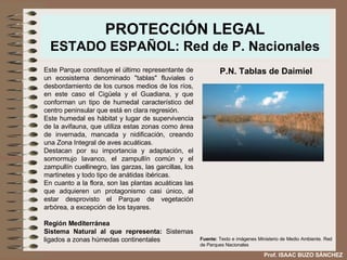 PROTECCIÓN LEGAL ESTADO ESPAÑOL: Red de P. Nacionales Este Parque constituye el último representante de un ecosistema denominado "tablas" fluviales o desbordamiento de los cursos medios de los ríos, en este caso el Cigüela y el Guadiana, y que conforman un tipo de humedal característico del centro peninsular que está en clara regresión.  Este humedal es hábitat y lugar de supervivencia de la avifauna, que utiliza estas zonas como área de invernada, mancada y nidificación, creando una Zona Integral de aves acuáticas.  Destacan por su importancia y adaptación, el somormujo lavanco, el zampullín común y el zampullín cuellinegro, las garzas, las garcillas, los martinetes y todo tipo de anátidas ibéricas.  En cuanto a la flora, son las plantas acuáticas las que adquieren un protagonismo casi único, al estar desprovisto el Parque de vegetación arbórea, a excepción de los tayares. Región Mediterránea Sistema Natural al que representa:  Sistemas ligados a zonas húmedas continentales  P.N. Tablas de Daimiel Fuente:  Texto e imágenes Ministerio de Medio Ambiente. Red de Parques Nacionales Prof. ISAAC BUZO SÁNCHEZ 