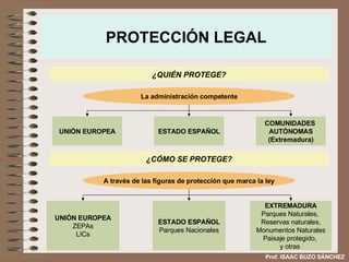 PROTECCIÓN LEGAL ¿QUIÉN PROTEGE? La administración competente ¿CÓMO SE PROTEGE? A través de las figuras de protección que marca la ley UNIÓN EUROPEA ZEPAs LICs ESTADO ESPAÑOL Parques Nacionales EXTREMADURA Parques Naturales,  Reservas naturales, Monumentos Naturales Paisaje protegido,  y otras  Prof. ISAAC BUZO SÁNCHEZ UNIÓN EUROPEA ESTADO ESPAÑOL COMUNIDADES  AUTÓNOMAS (Extremadura) 