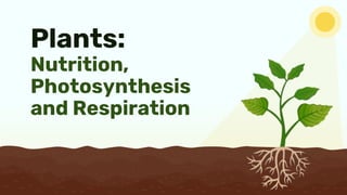 Plants:
Nutrition,
Photosynthesis
and Respiration
 
