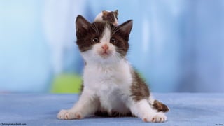 Pic - AlamyChristopheLachnitt.com
 