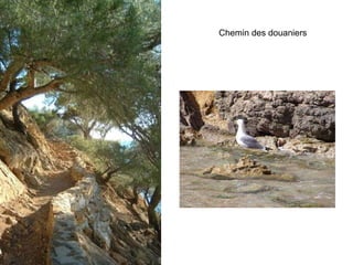 Chemin des douaniers 