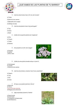 1. ¿Cuál de estas hierbas tiene la flor de color morado?
a) Trébol
b) Geranio de los caminos
c) Manzanilla de los campos
d) Ombligo de venus
2. ¿Cuál de estas plantas tiene la hoja puntiaguda?
a) Tojo
b) Zarza
c) Rosal
3. ¿Cuáles de las siguientes plantas son trepadoras?
a) Olivo
b) Tomate
c) Trébol
d) Palomilla
4. ¿De qué planta es la flor de la imagen?
a) Orquídea
b) Llantén
c) Mil en rama
5. ¿Cuáles de estas plantas abundan más por tu barrio?
a) Azotalenguas
b) Lavanda
c) Geranio de los caminos
6. ¿Cuál de estos árboles o arbustos tiene frutos comestibles?
a) Higuera
b) Tojo
c) Pino
d) Acebo
7. ¿El sauco es una planta medicinal o tóxica?
a) Medicinal
b) Tóxica
c) La a y la b son correctas
d) Ninguna de las anteriores
8. ¿Que propiedades presenta el llantén?
a) Expectorante
b) Cicatrizante
c) Tratamiento de hemorroides
d) Antinflamatoria
¿QUÉ SABES DE LAS PLANTAS DE TU BARRIO?
 