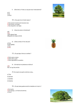 9. ¿Este árbol, el fresno, se usa para hacer medicamentos?
a) Sí
b) No
c) No sé
10. ¿ Para qué sirve la hierba topera ?
a) Para prevenir bacterias de los seres vivos.
b) Para atraer a los topos.
c) Para ahuyentar a los topos.
11. ¿Hacen las setas la fotosíntesis?
a)Sí
b)No
c)Solo algunos tipos
d)Depende de la época del año
12. ¿Cómo se llama el fruto del pino?
a) Pinar
b) Garrapiñada
c) Pina
d) Piña
13. ¿ En que época florece el avellano ?
a) Entre enero y marzo.
b) Entre abril y junio.
c) Entre septiembre y noviembre.
14. ¿Es habitual ver plataneros en Galicia?
a)No
b)Sí, en Lugo hay muchos
15. En el patio de nuestro instituto no hay...
a) Tilos
b) Cipreses
c) Castaños
d) Camelias
16. ¿ En qué zonas puedes encontrar abedules en tu barrio ?
a) En el patio.
b) En el parque, en frente del instituto.
c) No sé.
 