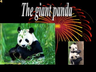The giant panda 