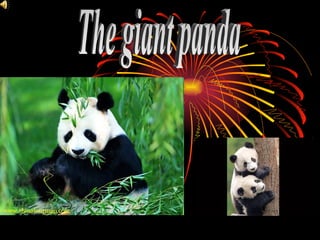 The giant panda 