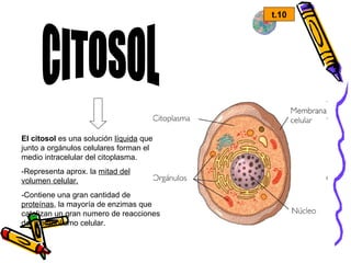t.10 CITOSOL El citosol  es una solución  líquida  que junto a orgánulos celulares forman el medio intracelular del citoplasma.  -Representa aprox. la  mitad del volumen celular. -Contiene una gran cantidad de  proteínas , la mayoría de enzimas que catalizan un gran numero de reacciones del metabolismo celular.  
