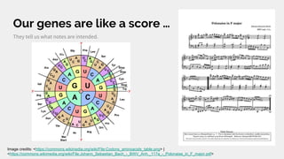 Our genes are like a score …
They tell us what notes are intended.
Image credits: <https://commons.wikimedia.org/wiki/File:Codons_aminoacids_table.png> |
<https://commons.wikimedia.org/wiki/File:Johann_Sebastian_Bach_-_BWV_Anh._117a_-_Polonaise_in_F_major.pdf>
 