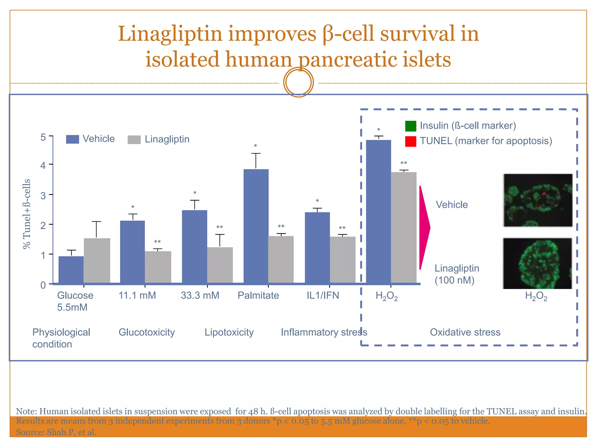 Linagliptin improves β-cell survival in
isolated human pancreatic islets
Note: Human isolated islets in suspension were exposed for 48 h. ß-cell apoptosis was analyzed by double labelling for the TUNEL assay and insulin.
Results are means from 3 independent experiments from 3 donors *p < 0.05 to 5.5 mM glucose alone, **p < 0.05 to vehicle.
Source: Shah P, et al.
Lipotoxicity Inflammatory stressPhysiological
condition
Oxidative stress
Vehicle
Linagliptin
(100 nM)
Insulin (ß-cell marker)
TUNEL (marker for apoptosis)
H2O2
Glucotoxicity
Glucose
5.5mM
11.1 mM 33.3 mM Palmitate IL1/IFN H2O2
**
*
*
****
*
**
*
**
*
4
3
2
1
0
5 LinagliptinVehicle
%Tunel+ß-cells
 