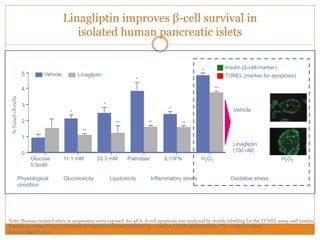 Linagliptin improves β-cell survival in
isolated human pancreatic islets
Note: Human isolated islets in suspension were exposed for 48 h. ß-cell apoptosis was analyzed by double labelling for the TUNEL assay and insulin.
Results are means from 3 independent experiments from 3 donors *p < 0.05 to 5.5 mM glucose alone, **p < 0.05 to vehicle.
Source: Shah P, et al.
Lipotoxicity Inflammatory stressPhysiological
condition
Oxidative stress
Vehicle
Linagliptin
(100 nM)
Insulin (ß-cell marker)
TUNEL (marker for apoptosis)
H2O2
Glucotoxicity
Glucose
5.5mM
11.1 mM 33.3 mM Palmitate IL1/IFN H2O2
**
*
*
****
*
**
*
**
*
4
3
2
1
0
5 LinagliptinVehicle
%Tunel+ß-cells
 