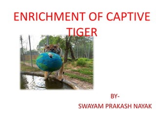 ENRICHMENT OF CAPTIVE
TIGER
BY-
SWAYAM PRAKASH NAYAK
 