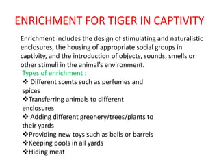 Enrichment of tiger and lion | PPTX