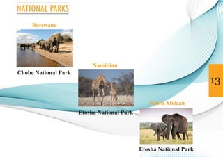Botswana
Namibian
South African
Chobe National Park
Etosha National Park
Etosha National Park
NATIONAL PARKS
13
 
