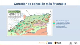 Corredor de conexión más favorable
Centro Poblado
Distancia
en Km
Guacacias 51
Santa Rosalía 79
Primavera 68
Cumaribo 150
28
Zona de amortiguamiento
Parque Nacional El Tuparro
Proyectos Agroindustriales
Resguardos indígenas
Áreas aptas para
actividades agrícolas
 