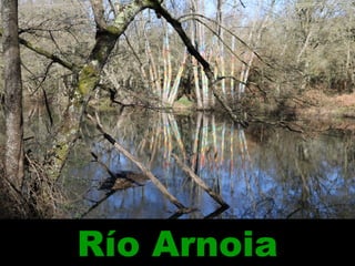 Río Arnoia
 