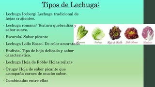 Tipos de Lechuga:
• Lechuga Iceberg: Lechuga tradicional de
hojas crujientes.
• Lechuga romana: Textura quebradiza y
sabor suave.
• Escarola: Sabor picante
• Lechuga Lollo Rosso: De color amoratado
• Endivia: Tipo de hoja delicado y sabor
característico.
• Lechuga Hoja de Roble: Hojas rojizas
• Oruga: Hoja de sabor picante que
acompaña carnes de mucho sabor.
• Combinadas entre ellas
 