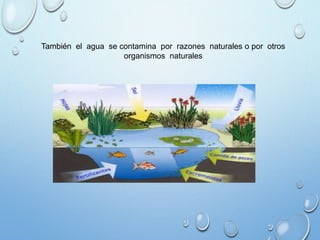 También el agua se contamina por razones naturales o por otros
organismos naturales
 