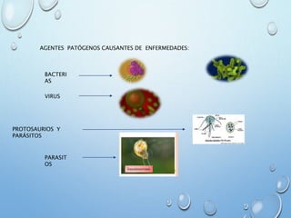 AGENTES PATÓGENOS CAUSANTES DE ENFERMEDADES:
BACTERI
AS
VIRUS
PROTOSAURIOS Y
PARÁSITOS
PARASIT
OS
 