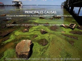 PRINCIPALES CAUSAS:
• EXCESO DE NUTRIENTES QUE ALTERAN LA COMPOSICIÓN QUÍMICA Y FÍSICA DEL
AGUA.
• LOS FOSFATOS Y LOS NITRATOS SON LOS NUTRIENTES QUE MAS INFLUYEN.
 
