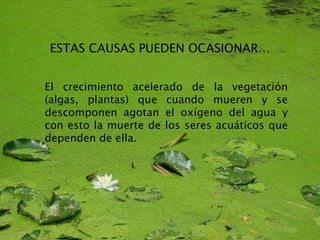 ESTAS CAUSAS PUEDEN OCASIONAR…
El crecimiento acelerado de la vegetación
(algas, plantas) que cuando mueren y se
descomponen agotan el oxígeno del agua y
con esto la muerte de los seres acuáticos que
dependen de ella.
 