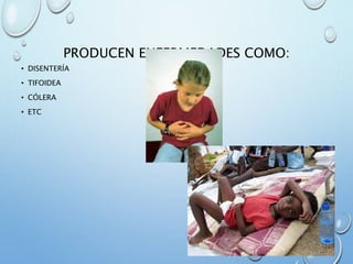 PRODUCEN ENFERMEDADES COMO:
• DISENTERÍA
• TIFOIDEA
• CÓLERA
• ETC
 