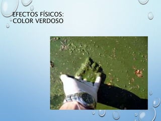 EFECTOS FÍSICOS:
COLOR VERDOSO
 