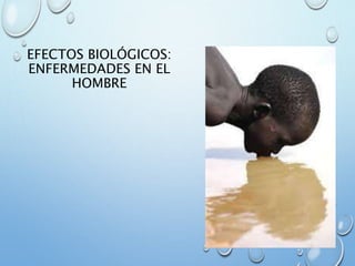 EFECTOS BIOLÓGICOS:
ENFERMEDADES EN EL
HOMBRE
 