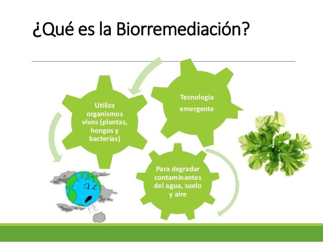 BIORREMEDIACIÓN