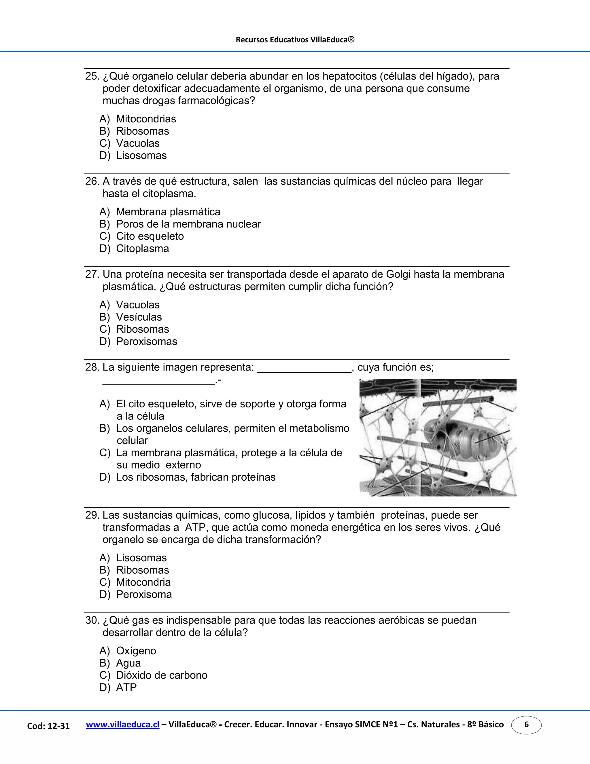 Recursos Educativos VillaEduca®
www.villaeduca.cl – VillaEduca® - Crecer. Educar. Innovar - Ensayo SIMCE Nº1 – Cs. Naturales - 8º Básico 6Cod: 12-31
25. ¿Qué organelo celular debería abundar en los hepatocitos (células del hígado), para
poder detoxificar adecuadamente el organismo, de una persona que consume
muchas drogas farmacológicas?
A) Mitocondrias
B) Ribosomas
C) Vacuolas
D) Lisosomas
26. A través de qué estructura, salen las sustancias químicas del núcleo para llegar
hasta el citoplasma.
A) Membrana plasmática
B) Poros de la membrana nuclear
C) Cito esqueleto
D) Citoplasma
27. Una proteína necesita ser transportada desde el aparato de Golgi hasta la membrana
plasmática. ¿Qué estructuras permiten cumplir dicha función?
A) Vacuolas
B) Vesículas
C) Ribosomas
D) Peroxisomas
28. La siguiente imagen representa: ________________, cuya función es;
___________________.-
A) El cito esqueleto, sirve de soporte y otorga forma
a la célula
B) Los organelos celulares, permiten el metabolismo
celular
C) La membrana plasmática, protege a la célula de
su medio externo
D) Los ribosomas, fabrican proteínas
29. Las sustancias químicas, como glucosa, lípidos y también proteínas, puede ser
transformadas a ATP, que actúa como moneda energética en los seres vivos. ¿Qué
organelo se encarga de dicha transformación?
A) Lisosomas
B) Ribosomas
C) Mitocondria
D) Peroxisoma
30. ¿Qué gas es indispensable para que todas las reacciones aeróbicas se puedan
desarrollar dentro de la célula?
A) Oxígeno
B) Agua
C) Dióxido de carbono
D) ATP
 