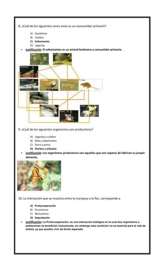 
 8. ¿Cuál de los siguientes seres vivos es un consumidor primario?
A) Queltehue
B) Culebra
C) Saltamontes
D) Lagartija
 Justificación: El saltamontes es un animal herbívoro y consumidor primario.
 9. ¿Cuál de los siguientes organismos son productores?
A) Lagartija y culebra
B) Rata y saltamontes
C) Zorro y puma
D) Hierbas y arbustos
 Justificación: Los organismos productores son aquellos que son capaces de fabrican su propio
alimento.
 10. La interacción que se muestra entre la mariposa y la flor, corresponde a
A) Protocooperación
B) Parasitismo
C) Mutualismo
D) Depredación
 Justificación: La Protocooperación, es una interacción biológica en la cual dos organismos o
poblaciones se benefician mutuamente, sin embargo esta condición no es esencial para la vida de
ambos, ya que pueden vivir de forma separada.
 