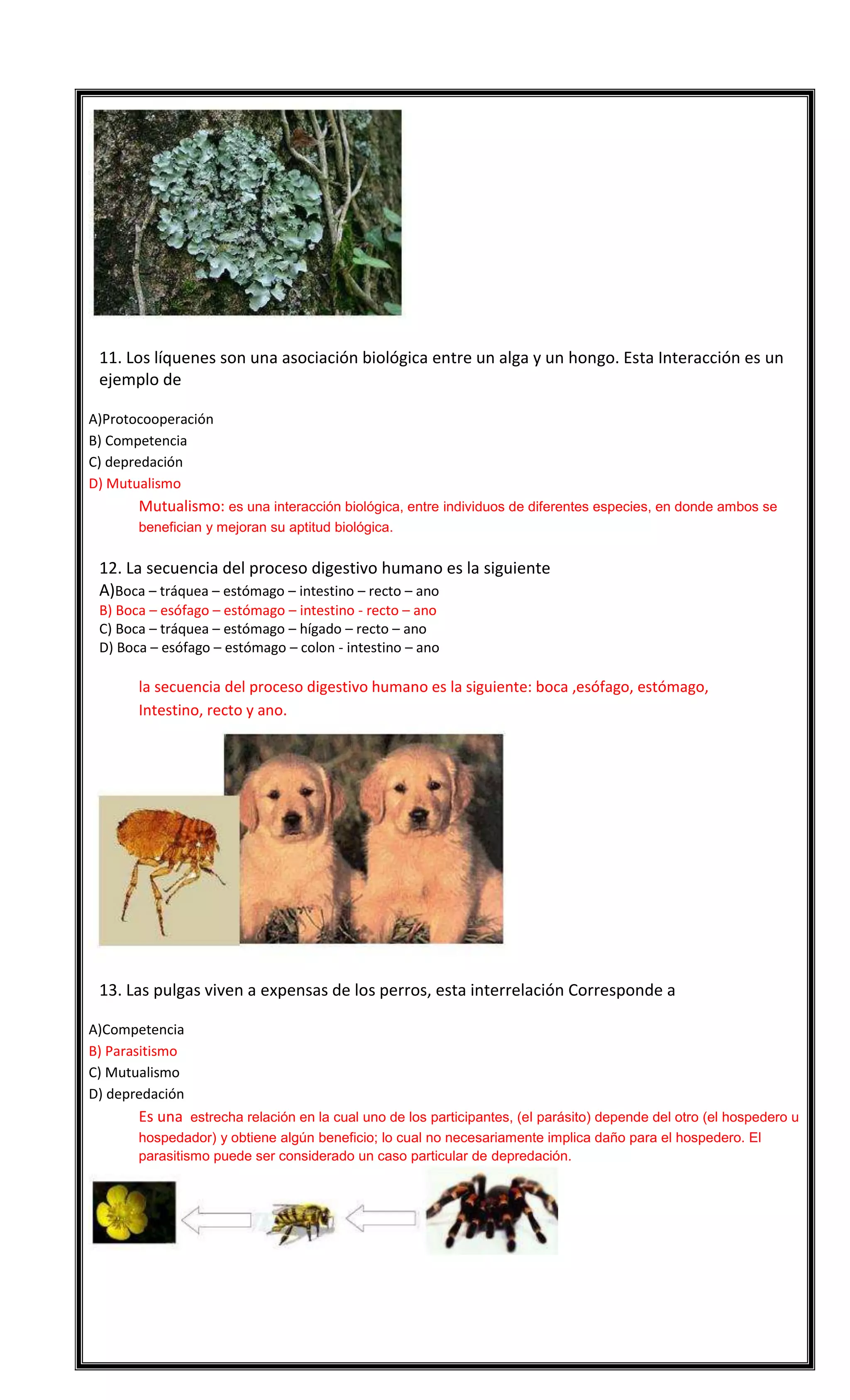 

11. Los líquenes son una asociación biológica entre un alga y un hongo. Esta Interacción es un
ejemplo de
A)Protocooperación
B) Competencia
C) depredación
D) Mutualismo

Mutualismo: es una interacción biológica, entre individuos de diferentes especies, en donde ambos se
benefician y mejoran su aptitud biológica.



12. La secuencia del proceso digestivo humano es la siguiente
A)Boca – tráquea – estómago – intestino – recto – ano
B) Boca – esófago – estómago – intestino - recto – ano
C) Boca – tráquea – estómago – hígado – recto – ano
D) Boca – esófago – estómago – colon - intestino – ano

la secuencia del proceso digestivo humano es la siguiente: boca ,esófago, estómago,
Intestino, recto y ano.



13. Las pulgas viven a expensas de los perros, esta interrelación Corresponde a
A)Competencia
B) Parasitismo
C) Mutualismo
D) depredación

Es una estrecha relación en la cual uno de los participantes, (el parásito) depende del otro (el hospedero u
hospedador) y obtiene algún beneficio; lo cual no necesariamente implica daño para el hospedero. El
parasitismo puede ser considerado un caso particular de depredación.

 